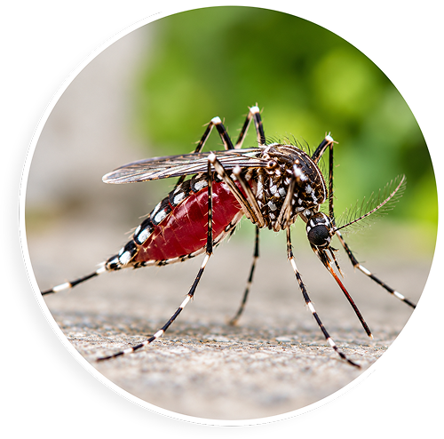 Mosquito Control