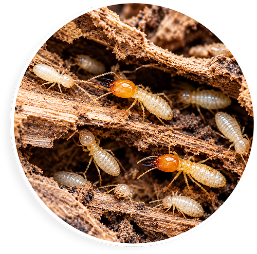 Termite Protection
